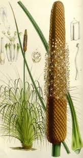 Xanthorrhoea Resinosa Wikipedia Botanical Prints Cactus Plants Plants