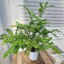 Image result for Didymochlaena