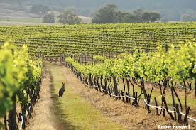 Mcguigan wines holds the title of being one of the top wine makers in the hunter valley. If You Love Wine You Ll Love Hunter Valley