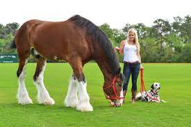 Maybe you would like to learn more about one of these? Top 10 Biggest Horses In The World Sprintally