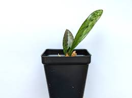 Image result for Oeceoclades