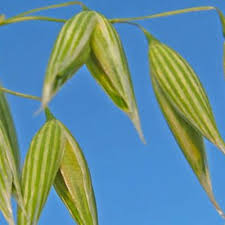 Image result for Avena byzantina