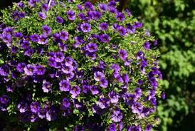 Maybe you would like to learn more about one of these? Planting And Caring For Million Bells Mygarden Com
