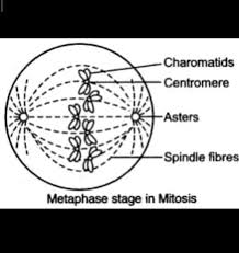 Mitosis of an animal cell diagram answers. Draw A Well Labelled Diagram To Show The Metaphase Stage Of Mitosis Division In Animal Cell Having 4 Brainly In