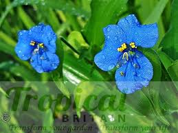 Image result for Commelina kotschyi