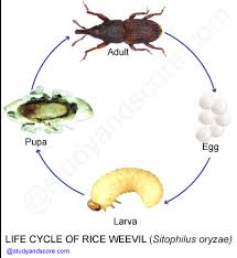 Avoid overstocking your pantries with excessive amounts of food to minimize infestation windows and potential damage. Pest Of Rice Sitophilus Oryzae Distribution Life Cycle Nature Of Damage And Control Measures Study Score