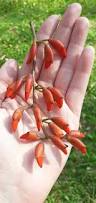 Image result for Erythrina falcata