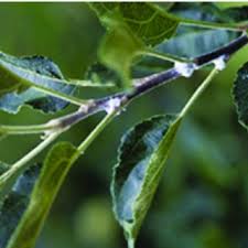 Pest and disease fact sheets. Pdf Important Pests Diseases And Weather Conditions Affecting Apple Production Current State And Perspectives