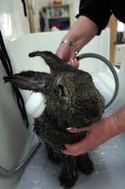 Comment Laver Un Lapin