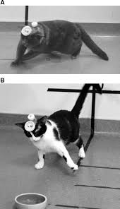 A cutaneous horn is a tumor on the skin surface that resembles a miniature horn. Functional Relations Of Cerebellar Modules Of The Cat Journal Of Neuroscience