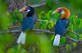  Birds