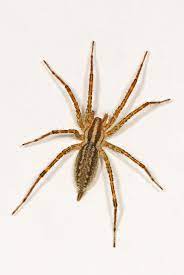 They often wander inside the house. Agelenopsis Wikipedia