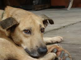 Resultado de imagem para cachorro vira-lata
