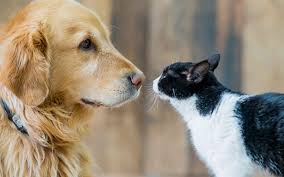 La Convivencia entre Perros y Gatos - Comercial Veterinaria