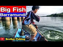 Nama yang lebih kerennya adalah baramundi atau bisa juga seabass. Baru Lempar Langsung Disamber Tuan Rumah Kakap Sak Bantal Litetube