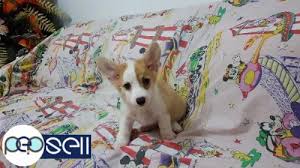 Welsh corgi puppies, corgi puppies. Pure Pembroke Welsh Corgi Puppies For Sale In Manila Manila Free Classifieds