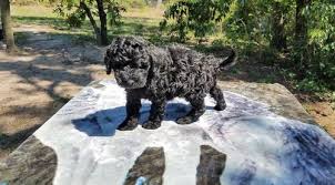 He has a lot of energy and will need a lot of mental and physical exercise throughout the day to burn through his puppy energy. Goldendoodle Puppy For Sale Adoption Rescue For Sale In Floral City Florida Classified Americanlisted Com