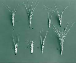 Grass Awns And Dogs Risks Symptoms And Treatment Petmd