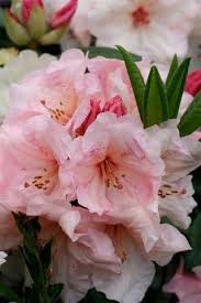 Rhododendron Virginia Richards Plant Catalogs Spring Blooms Rhododendron