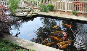 Tapi apapun jenis kolam koi yang anda punya. Beberapa Model Kolam Ikan Koi Minimalis Ikanesia Id
