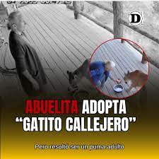 Diario - 😨🚨Abuelita adopta un “gatito callejero”… pero resultó ser un  puma En redes circulan las fotos de una tierna abuelita que, sin saberlo,  adoptó a un puma pensando que era un