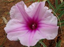 Image result for Ipomoea bolusiana