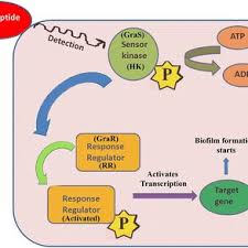 Maybe you would like to learn more about one of these? Pdf Biofilm Pathogenesis And Prevention A Journey To Break The Wall A Review