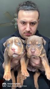 4 Week Old Puppies 🐶❤️ #fyp #foryou #xlbully #puppy