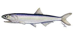 Image result for Anchomanes giganteus