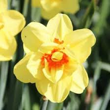 Narcissus (Daffodil) Ascot 🌷 Order online in EU directly from Holland