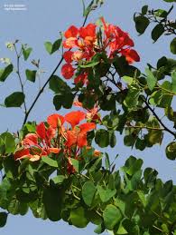 Image result for Habenaria galpinii