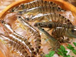 Udang galah biasanya hidup di daerah perairan air tawar yang dangkal. Wow Diekspor Ke Seluruh Dunia Udang Sumbang Devisa Negara Terbesar