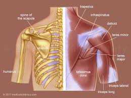 Upper Back Muscles Medical Art Library