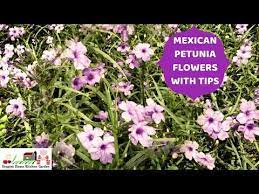 Mexican Petunia Full Of Flowers To Welcome September Month At Asim Garden Ruellia Simplex Flowers Youtube Petunias Welcome September Flowers