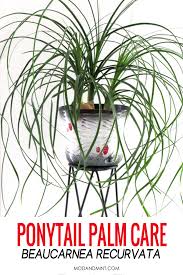 Maybe you would like to learn more about one of these? Ponytail Palm Care How To Grow An Indoor Beaucarnea Recurvata Plant