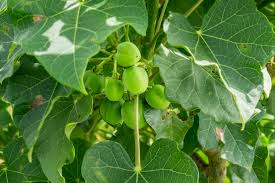 Image result for Jatropha scaposa