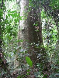 Image result for Copaifera