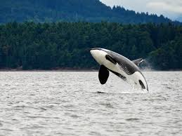 Best Places For Whale Watching - When To Go Whale Watching