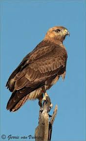 Small Birds Of Prey South Africa Tawny Eagle Birds Of Prey Birds Small Pets