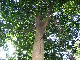 Image result for Strombosiopsis