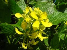 Check spelling or type a new query. Wild Mustard Charlock Field Mustard Sinapis Arvensis