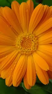 Pin On Flowers Wallpapers