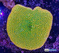 Pin On Montipora