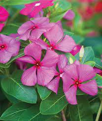 Maybe you would like to learn more about one of these? Vinca Merry Go Round Grape Annual Flowers Flowers Flower Seeds
