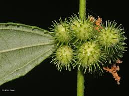 Image result for Triumfetta