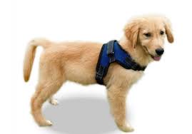 Top 10 Best Dog Harness In 2019