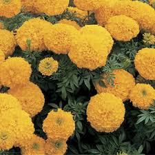 Many perennials that repel mosquitoes work well when paired with another plant type, so get to know the plants that work well together in your vegetable garden or yard. Mosquito Repellent Plants To Keep Mosquitoes Away Naturally