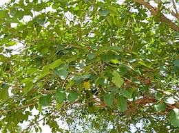 Image result for Ficus chirindensis