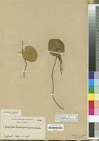 Image result for Nymphoides thunbergiana