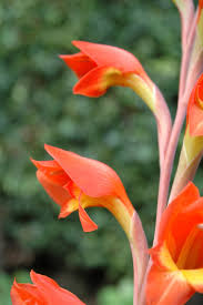 Image result for Gladiolus dalenii
